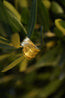 Wrap Olive Leaves Ring