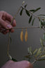 Leaf Earrings
